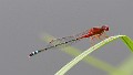 J17_3605 Xanthagrion erythroneurum male